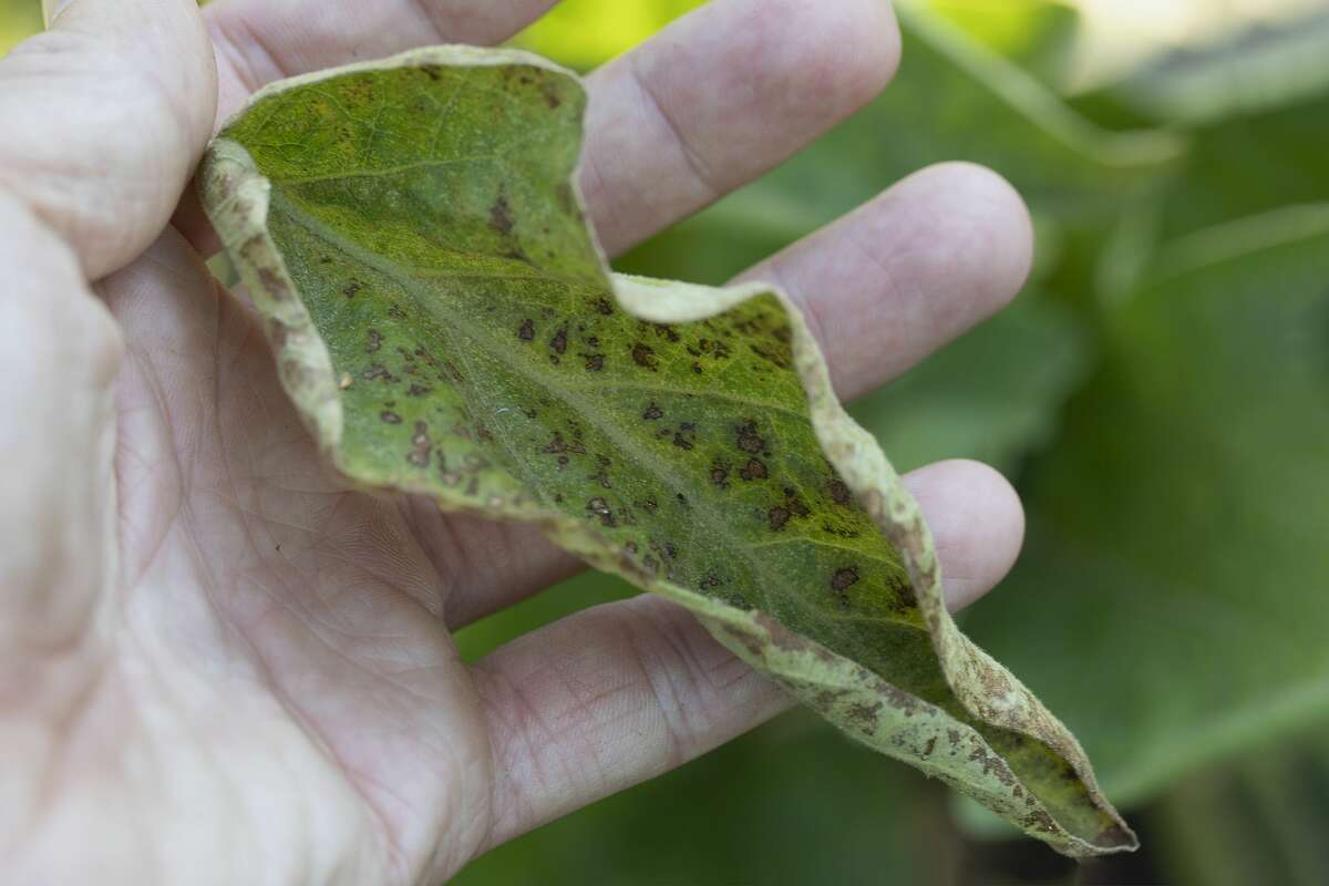 Brown spots on leaves of garden plant infected with spider mites.