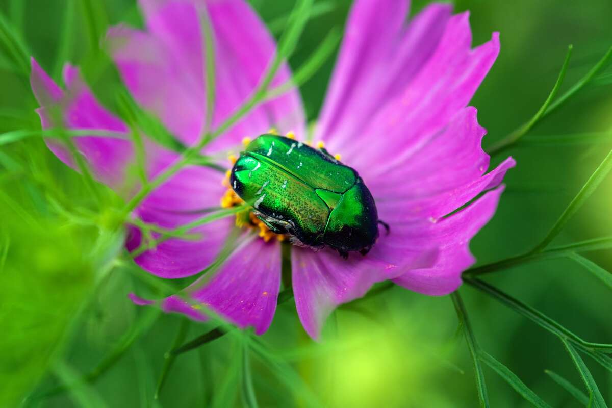Green June bug