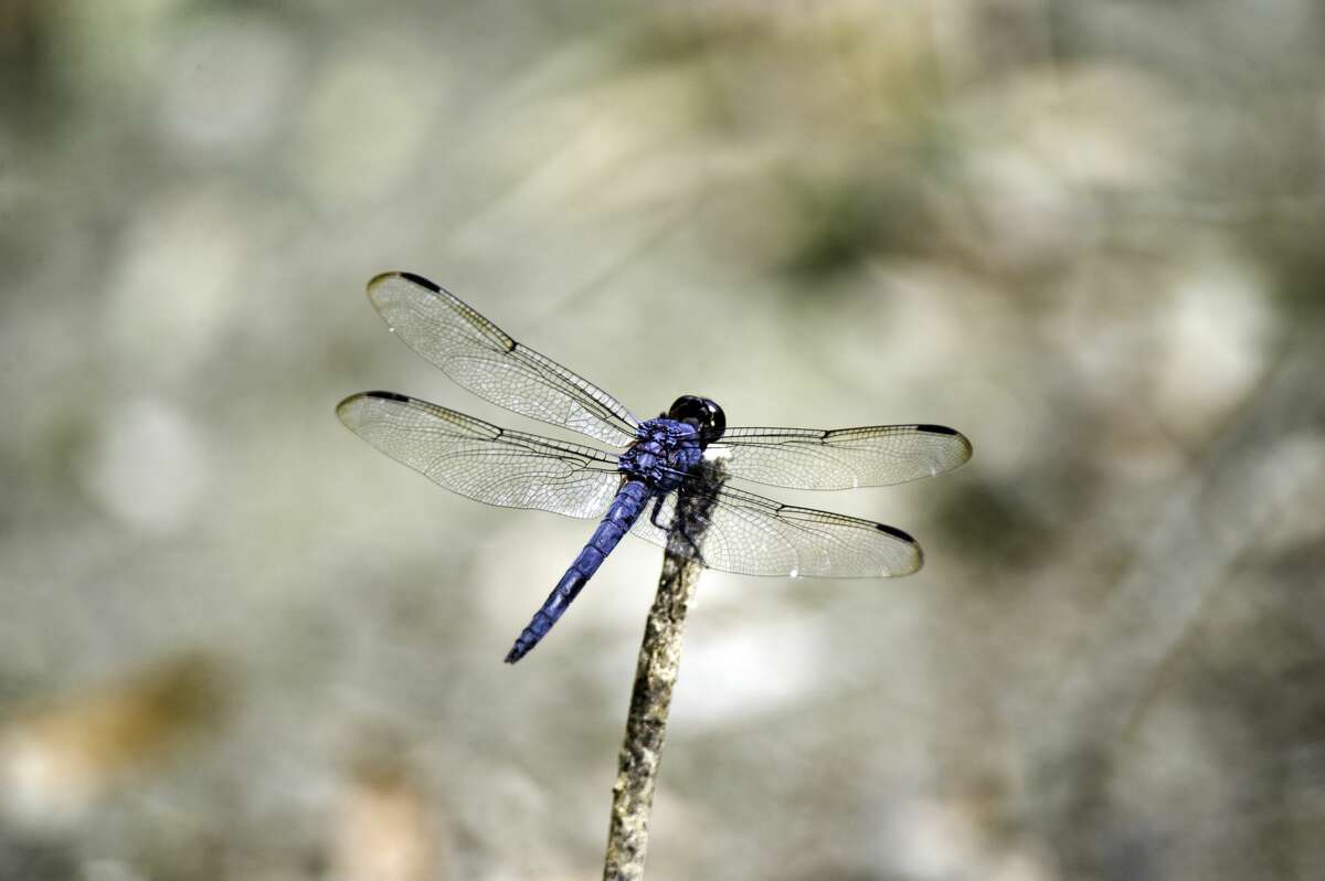 Green darner dragonflies