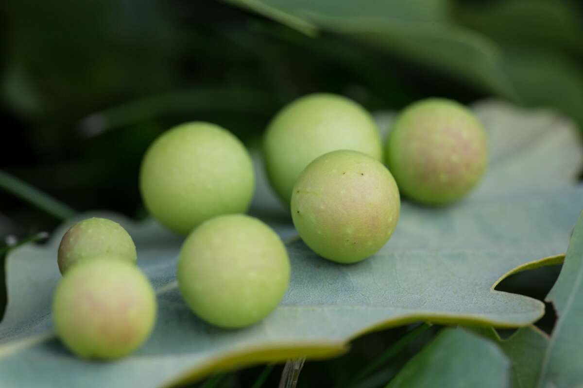 Close-up of oak leaf with galls.
