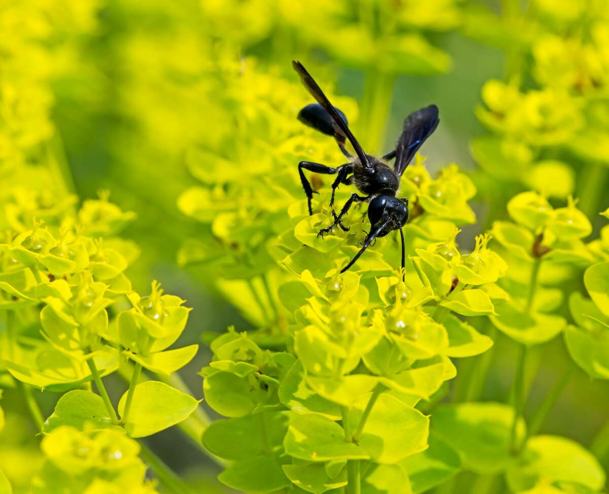 Grass carrying wasp