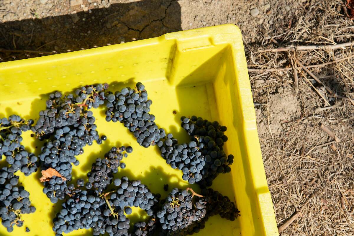 Bundles of harvested grapes sit in a bin in Oakville, Calif.