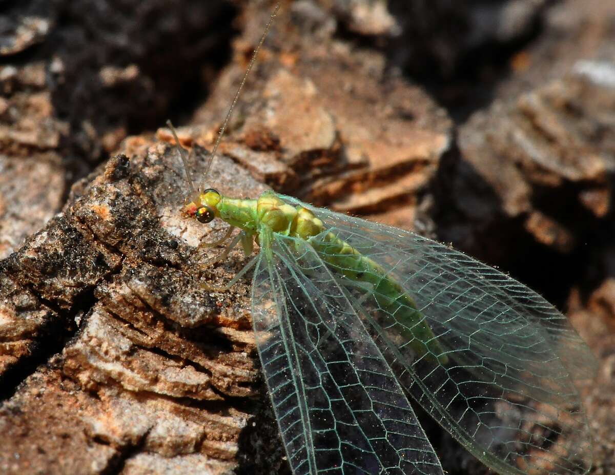 Lacewing