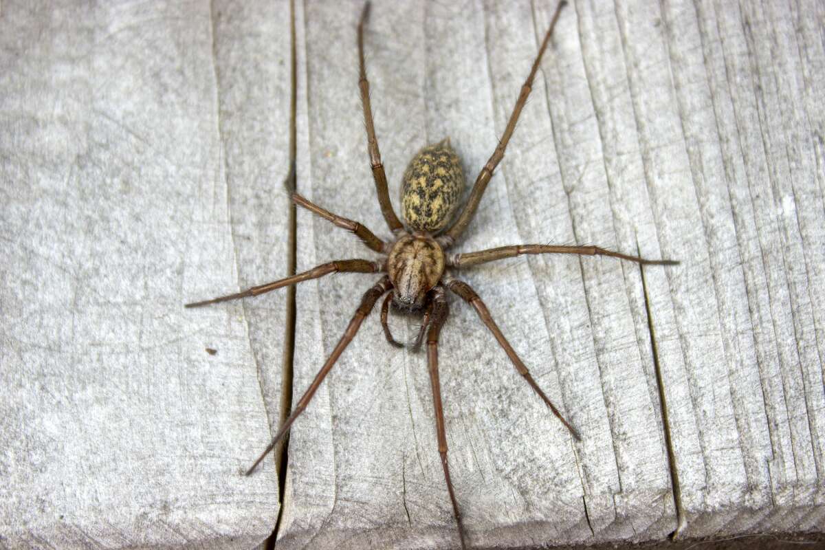 woodhouse spider