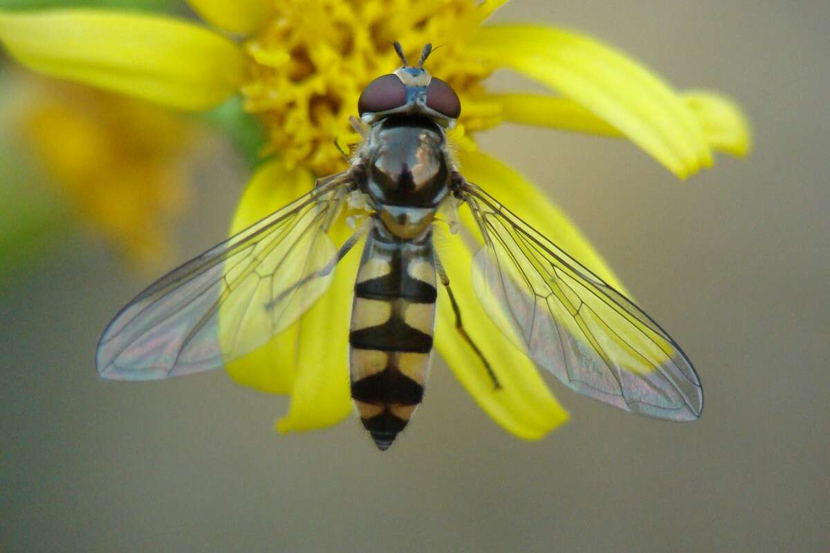 Syrphid fly or hoverfly