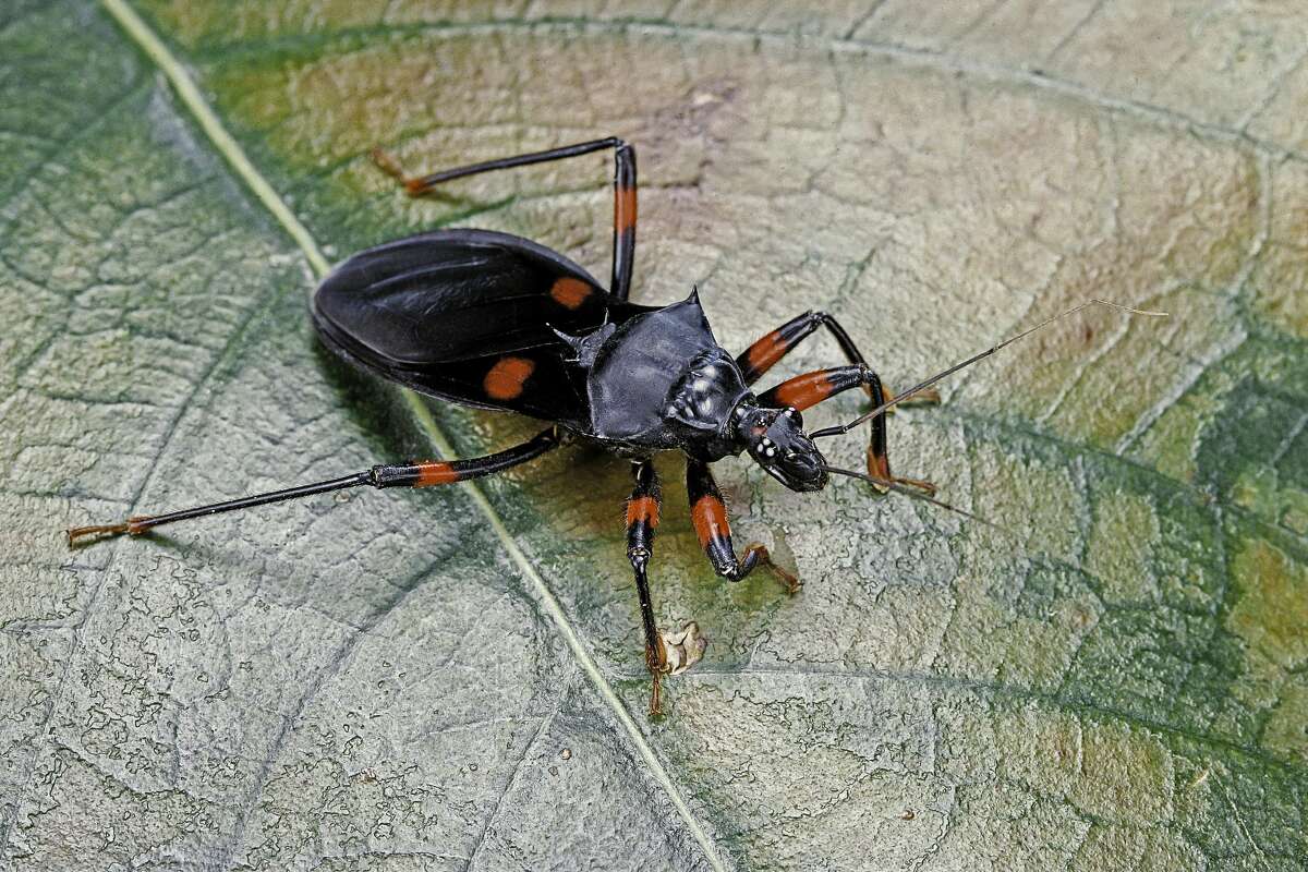 Assassin bugs