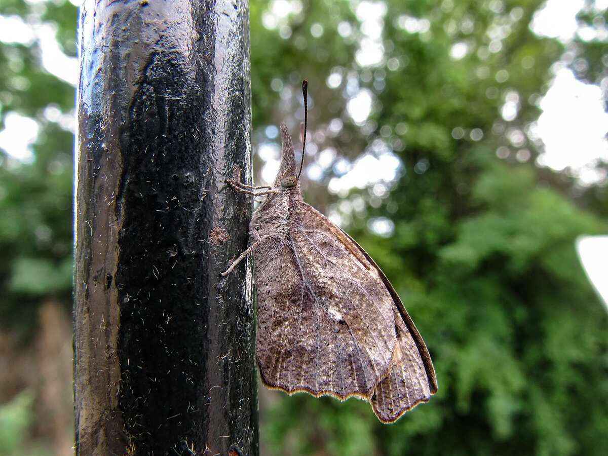 American snout nose butterflies