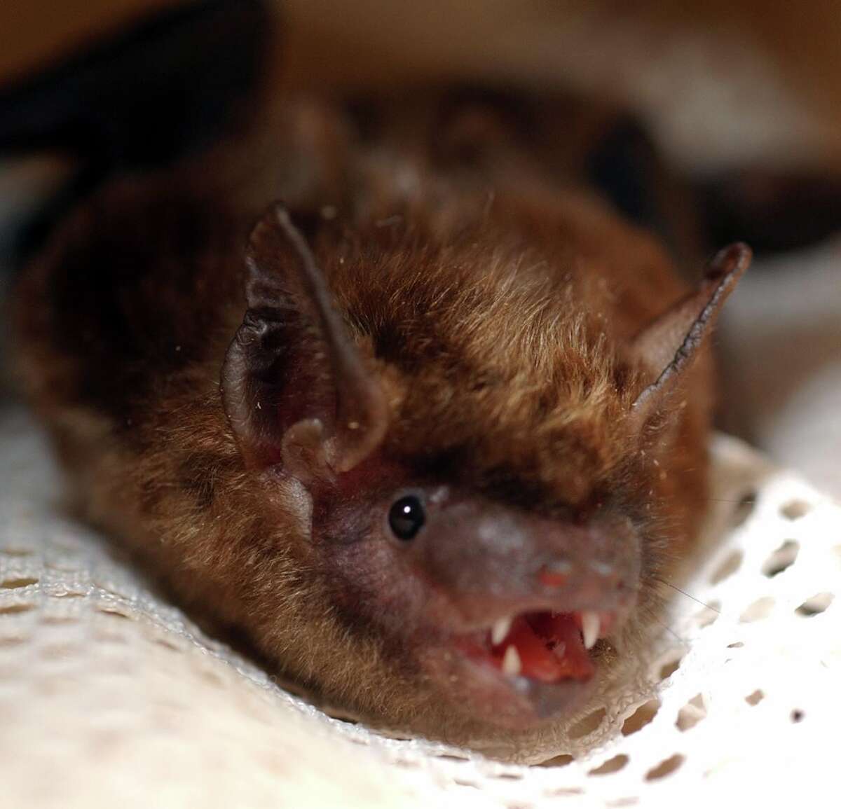 There are a lot of bats flying around CT now. Here’s what you need to know