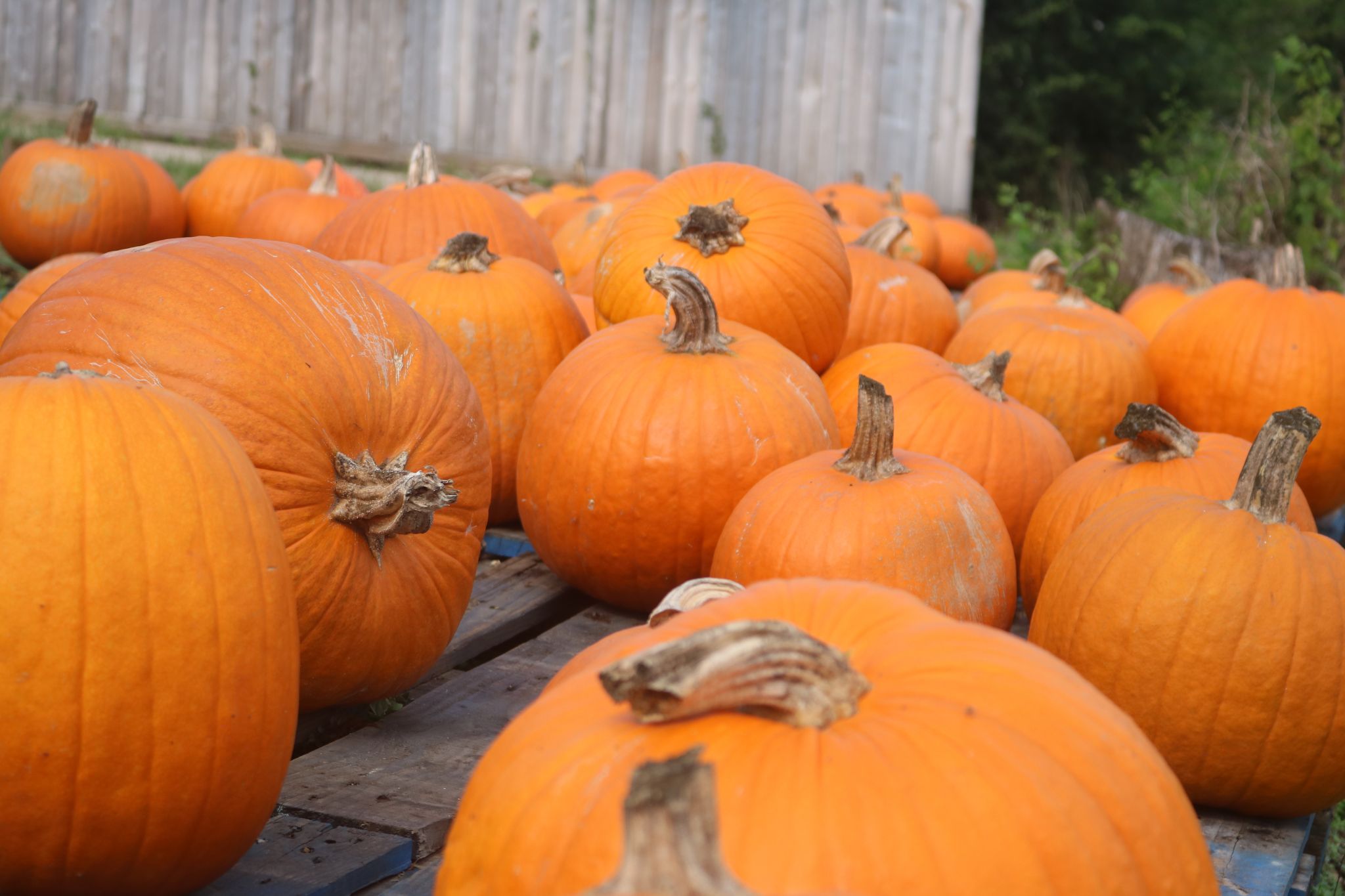 Where to find Houston's best pumpkin patches and fall festivals