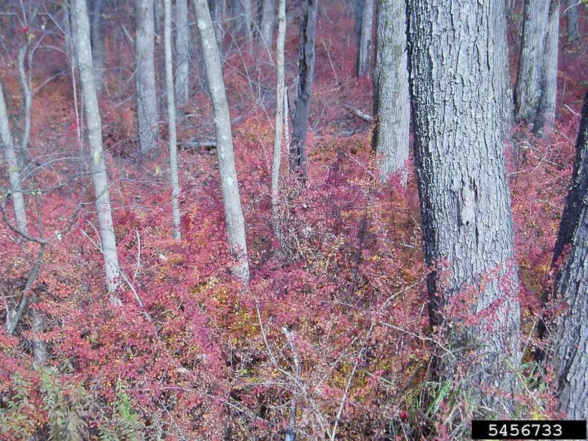 Japanese barberry covering forest understory. (Courtesy/Leslie J. Mehrhoff, University of Connecticut, Bugwood.org)