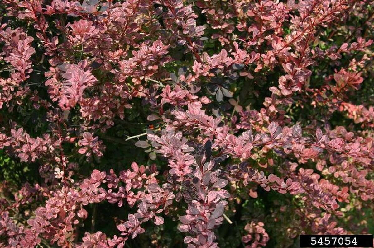 Japanese barberry. (Courtesy/Leslie J. Mehrhoff, University of Connecticut, Bugwood.org)