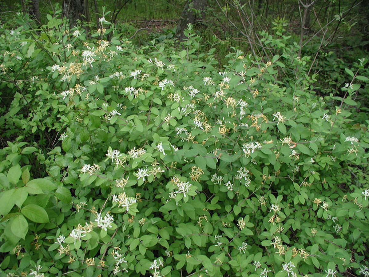 Honeysuckle Bush (Courtesy/Leslie J. Mehrhoff, University of Connecticut, Bugwood.org)