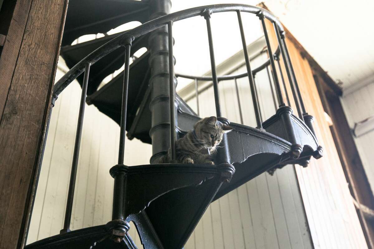 Not Fat Louie, but Sapphire, one of two cats living inside the Engine 43 art studio, sits in her favorite position on the spiral staircase. 