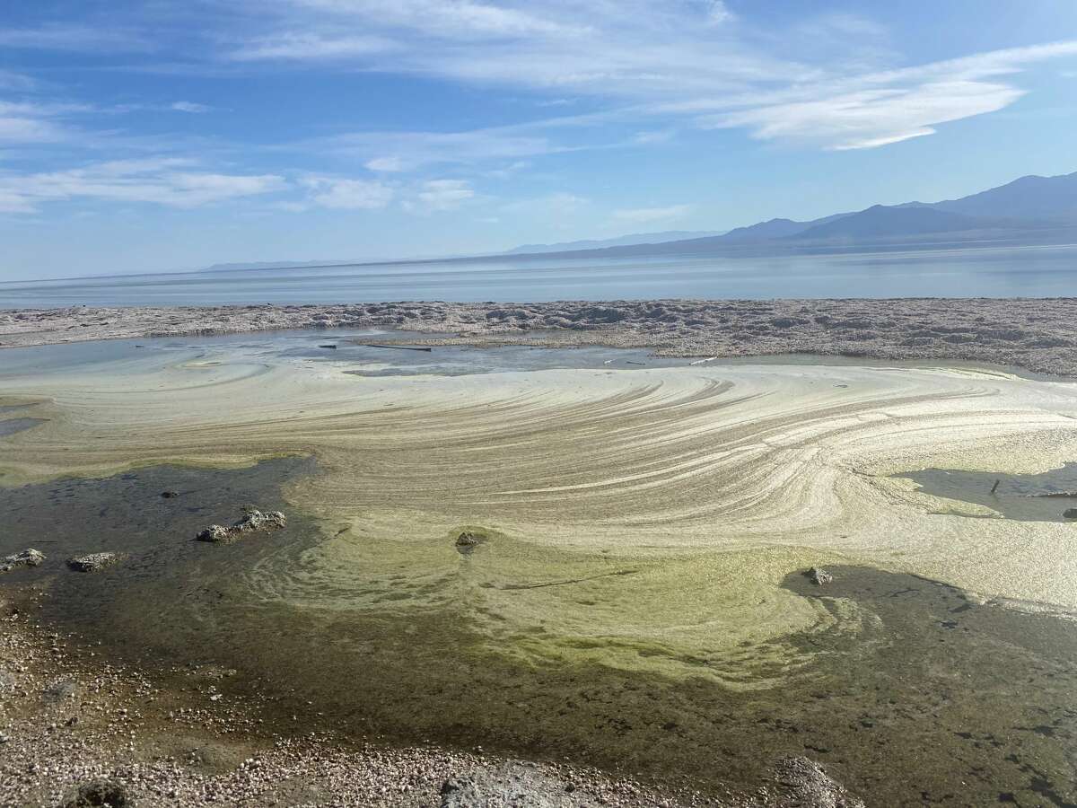 Toxic algae coats the surface of the Salton Sea in southern California.