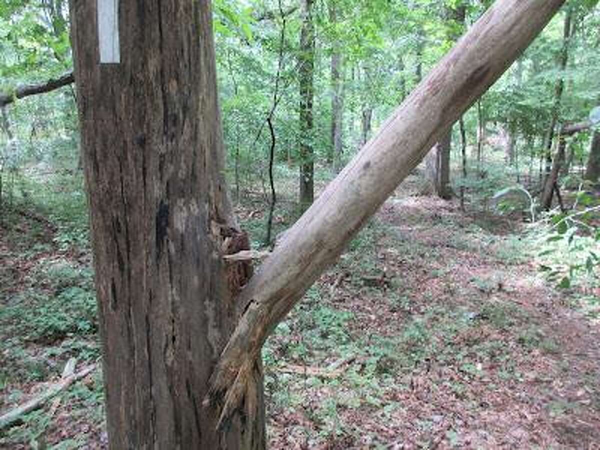 The Shelton Trails Committee will be holding a work party Saturday to clean up overgrowth and get both Stockmal and Willis Woods trails. Volunteers are sought for the work.