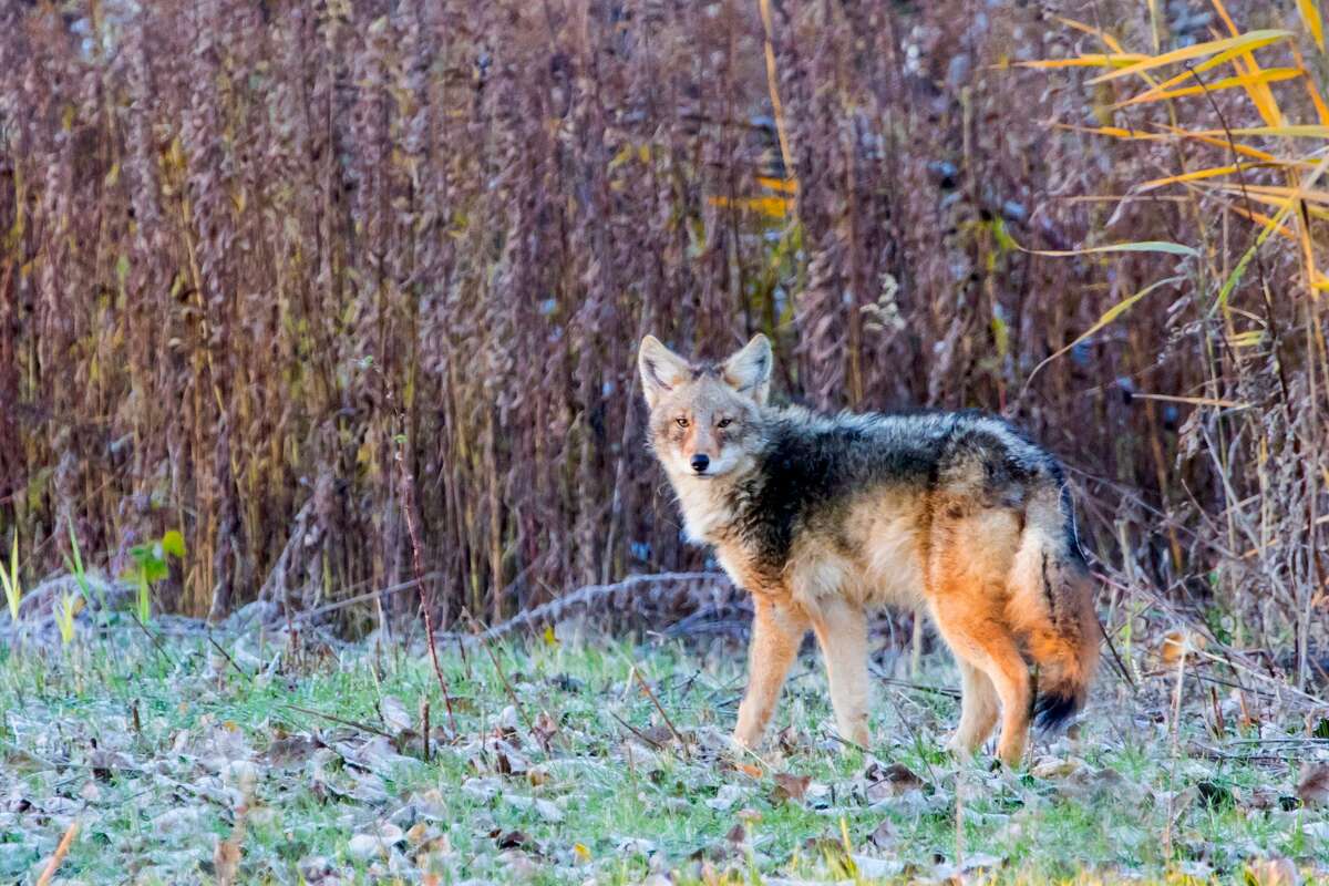 The Eastern Coyote can be hunted for six months a year in New York; the season opens October 1st. While coyote fur and the pelts of similar "furbearers," like beaver, have diminished in value, the practice of hunting these species is valuable for a new reason.