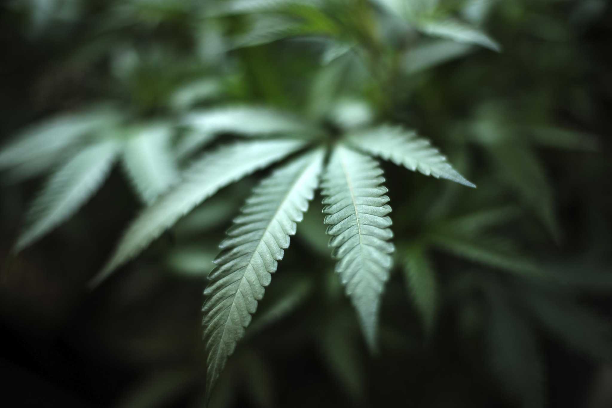 Pequots, Mohegans not interested in the cannabis industry for the moment - Vimarsana News