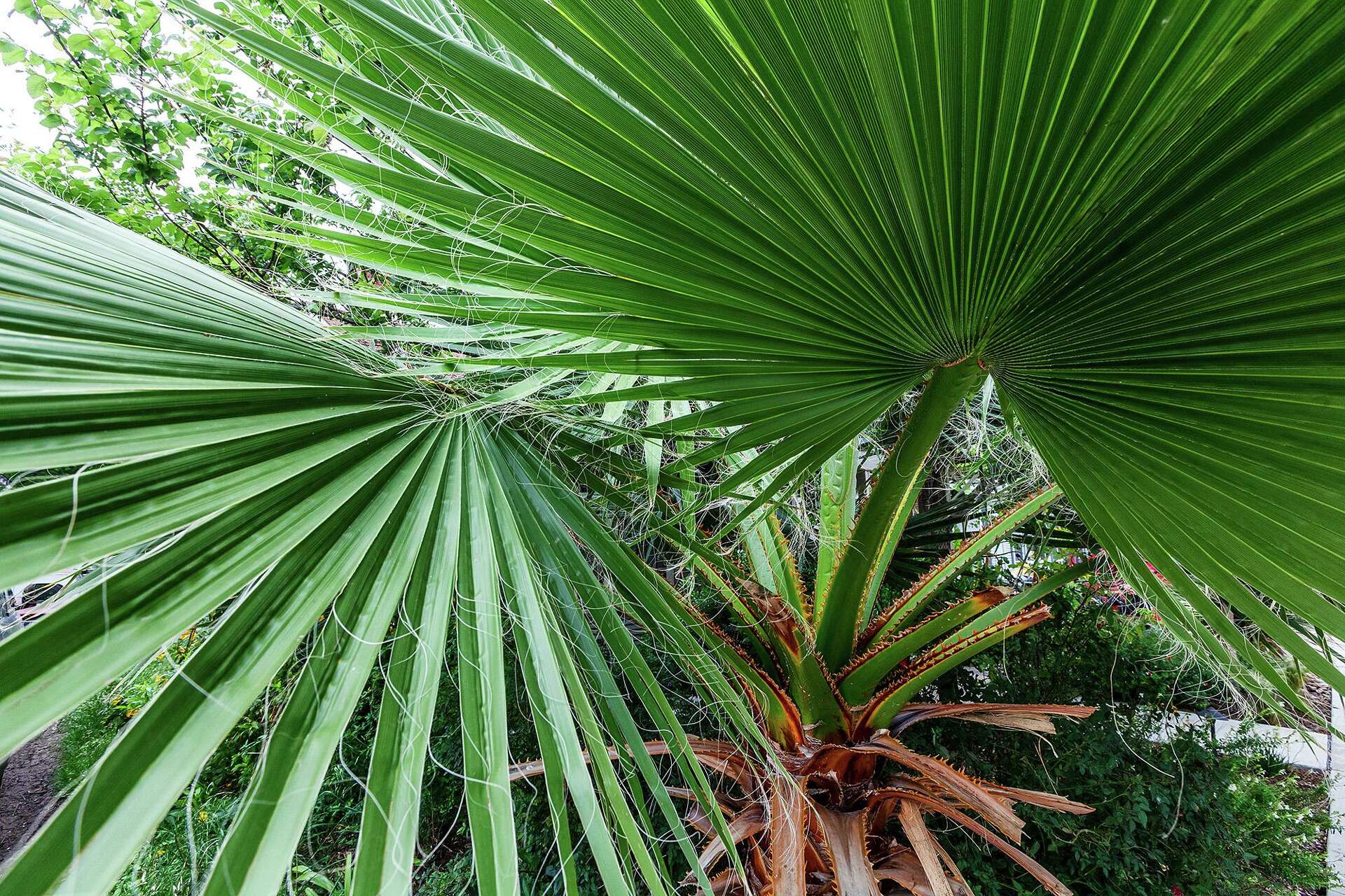Lessons learned at Sabal Palm Sanctuary of South Texas