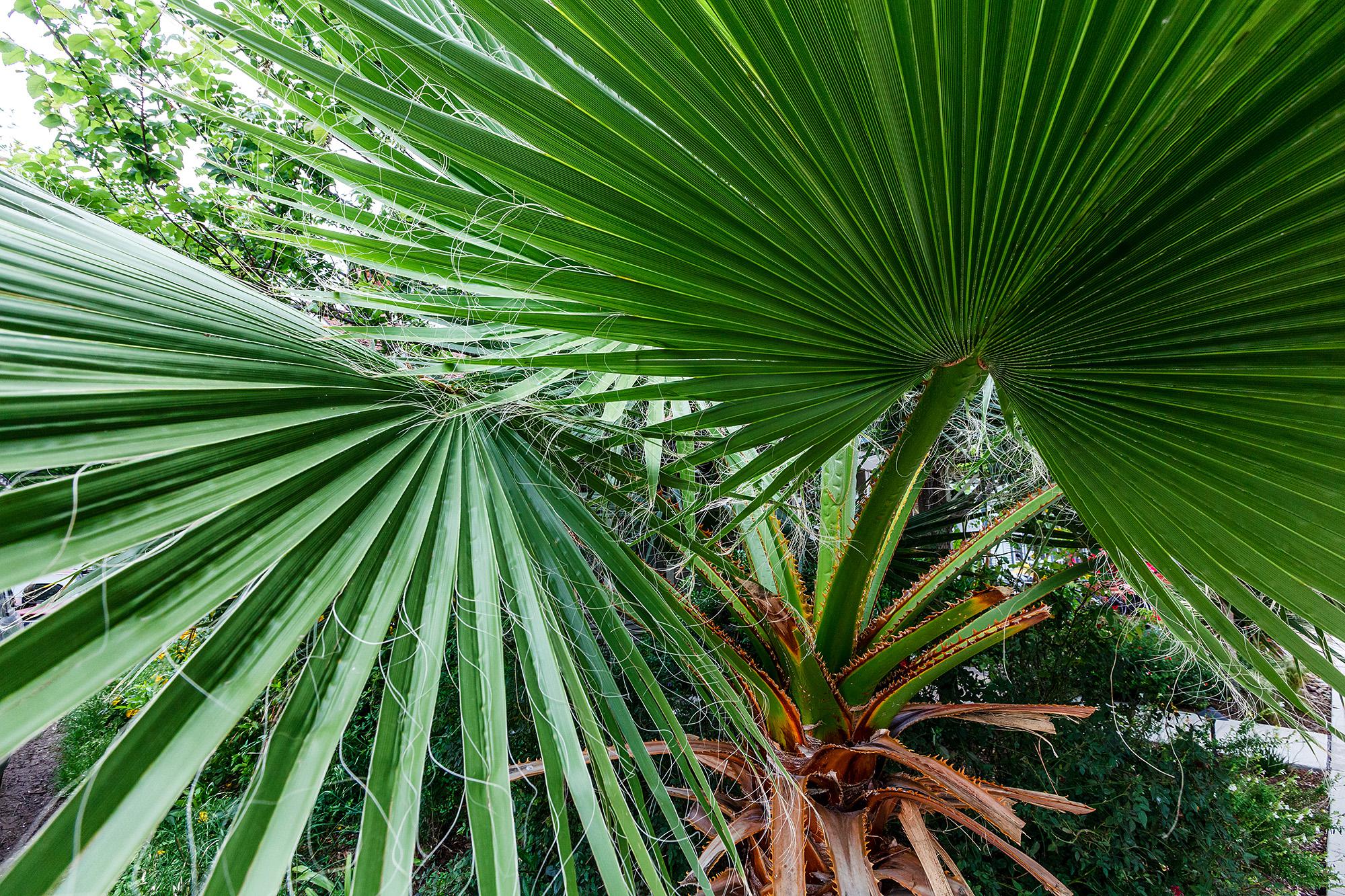sabal palm trees for sale