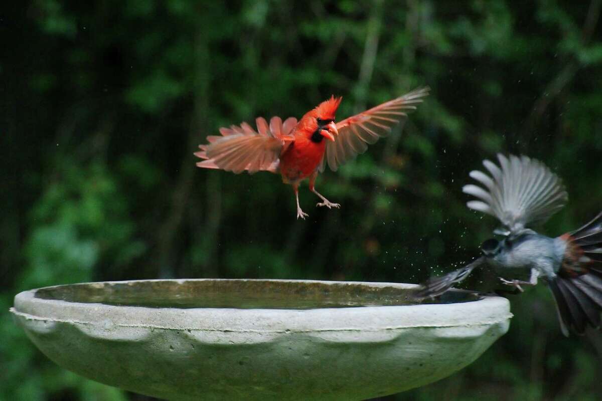 Mr. Splash sprays fans in the Bird Bath during the Houston