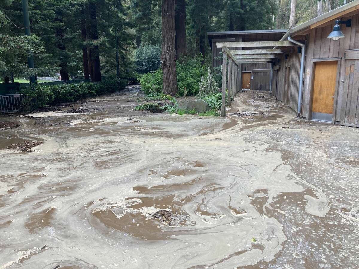 Stern Grove flooded with 700,000 gallons of water on Aug 23, 2021.