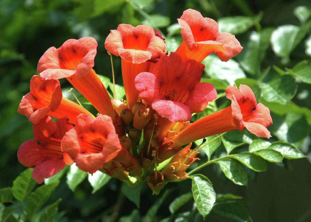 Trumpet vines are tenacious and invasive, and you're being invaded by a neighbor's plant, the best solution is work with the neighbor to eliminate the mother plant.