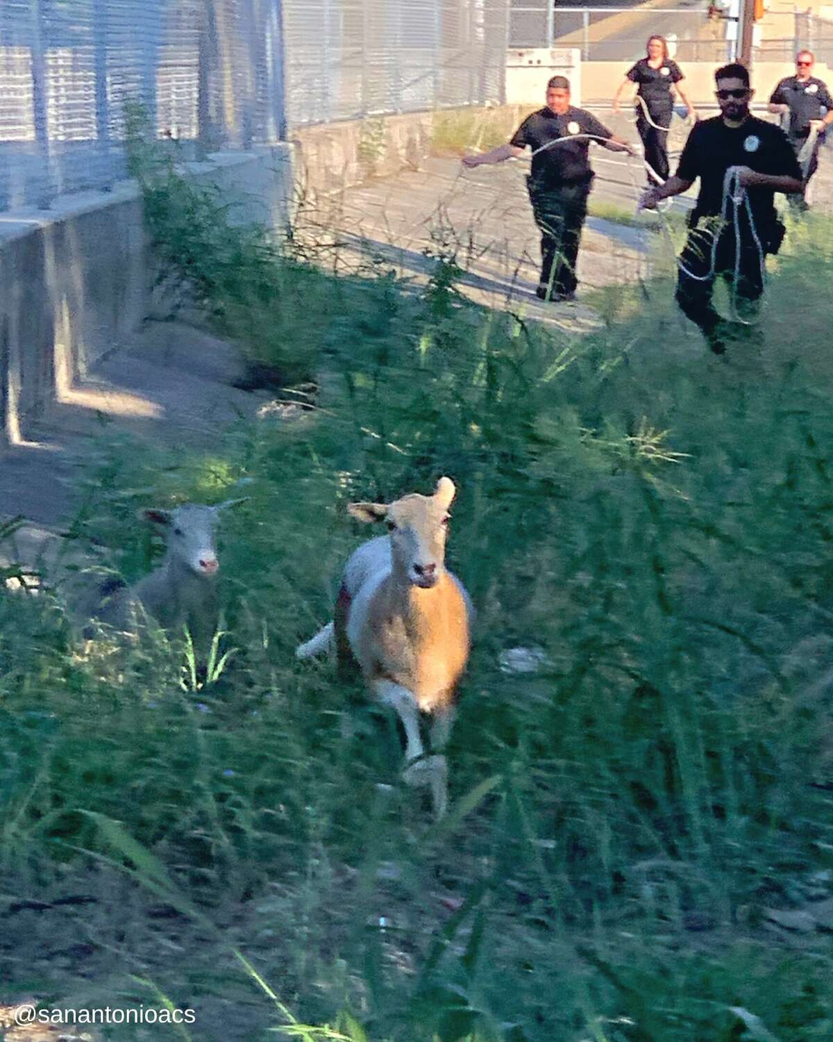 Police officers caught two sheep after chasing them near Texas 151 on the West Side earlier this year.