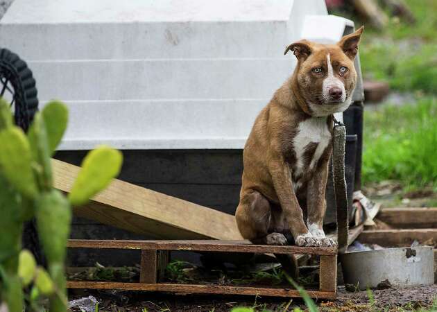 A dog sits on a wooden pallet outside a house that SPCA investigators came to check on while doing an animal welfare check Saturday, Feb. 13, 2021 in Houston. With frigid temperatures forecast in Texas and the Houston area, the SPCA investigators made their rounds to various parts of the city to check on animals and their well being, and to also give out blankets and give animal owners tips on keeping their animals from the freezing weather.