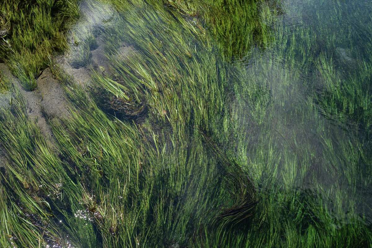 Texas Wild Rice waves below the surface of the San Marcos River on Wednesday.