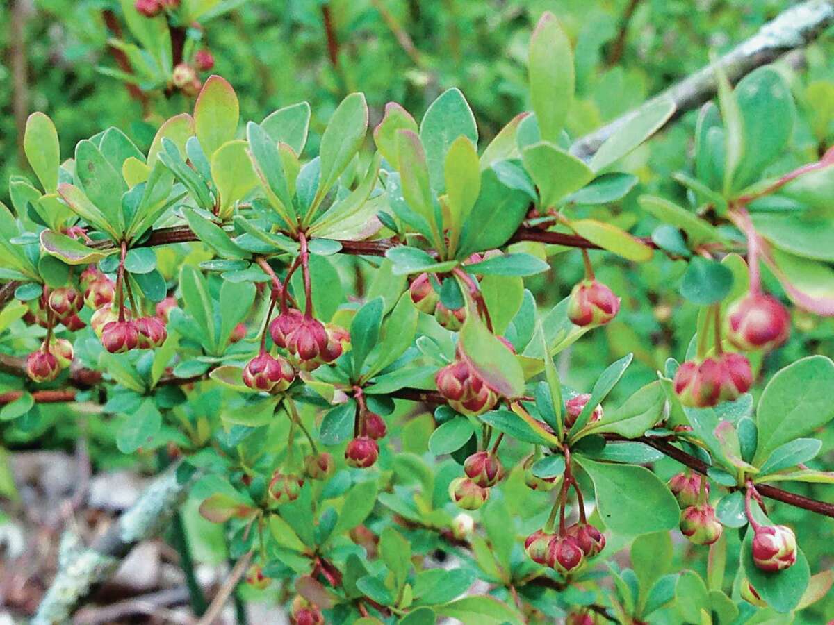 Most varieties of Japanese barberry planted in gardens are burgundy but they can also be green (or a combination of both). Small spoon-shaped leaves and thorns are other identifiers. This plant has flowers budding. (Courtesy photo)