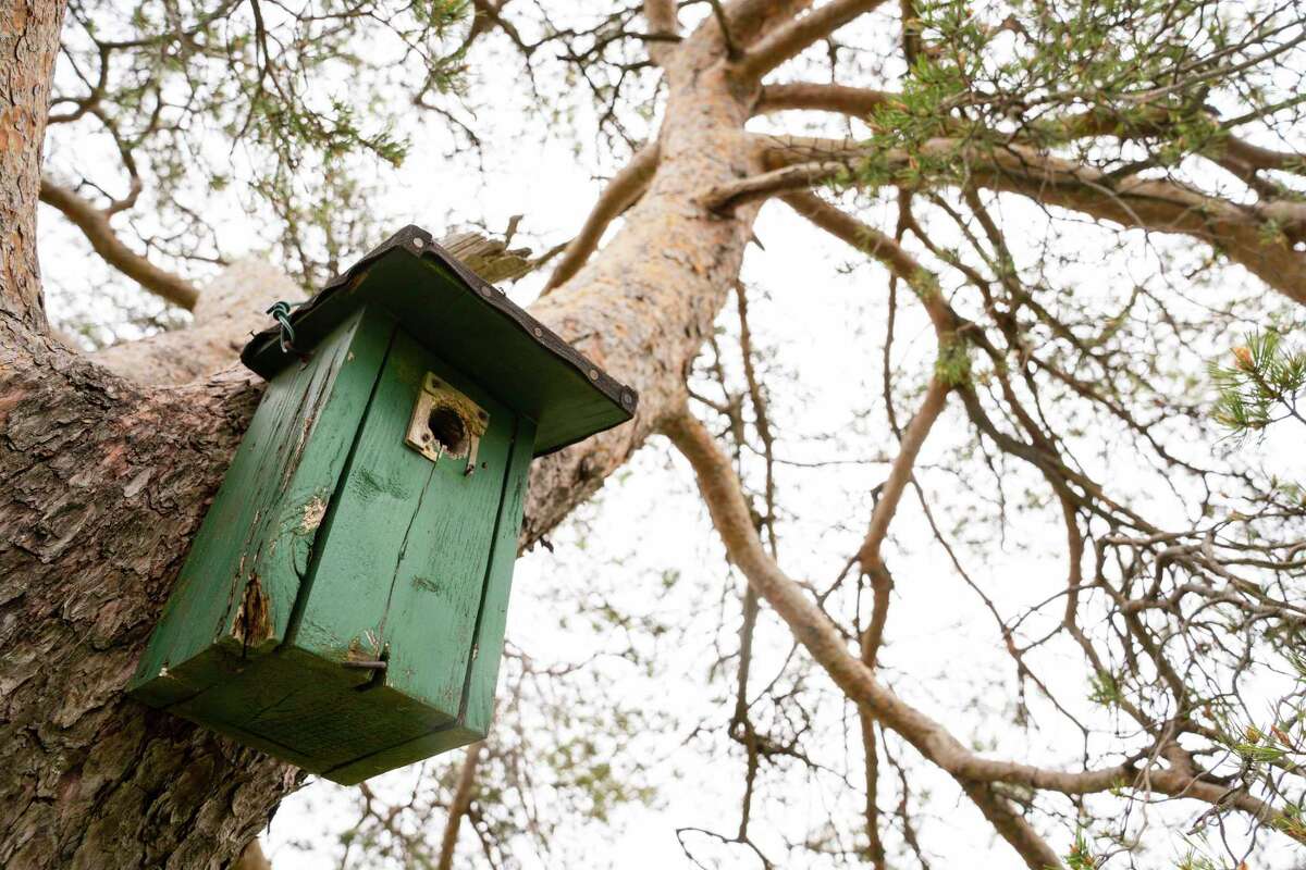A birdhouse hangs from an old pine tree. To deep clean a nest box, bird enthusiasts should use a simple bleach solution or hot water. (Getty Images)