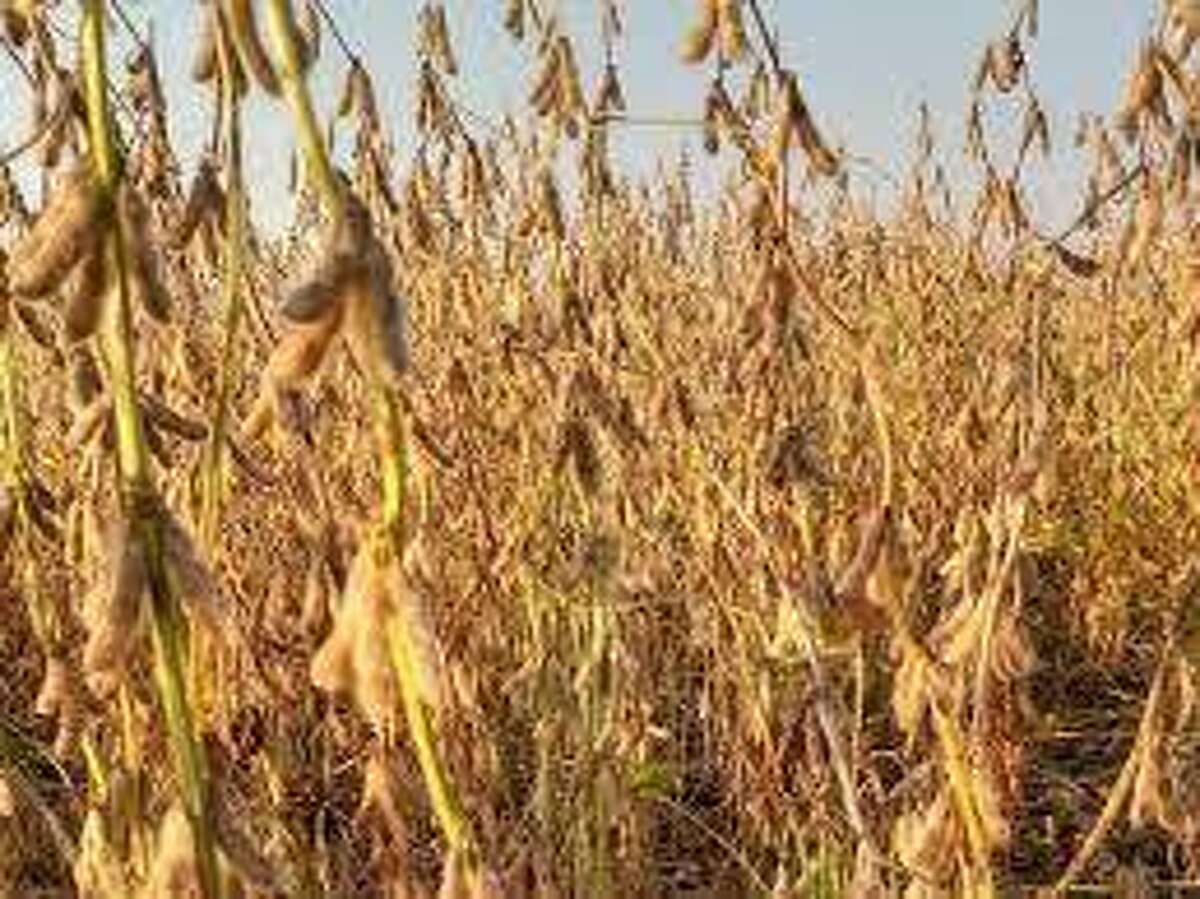 Illinois farmers have started their fall harvests, with 1 percent of soybeans out of the field and 11 percent of corn out. Farmers are listing both crops as excellent or good throughout three-quarters of the state.