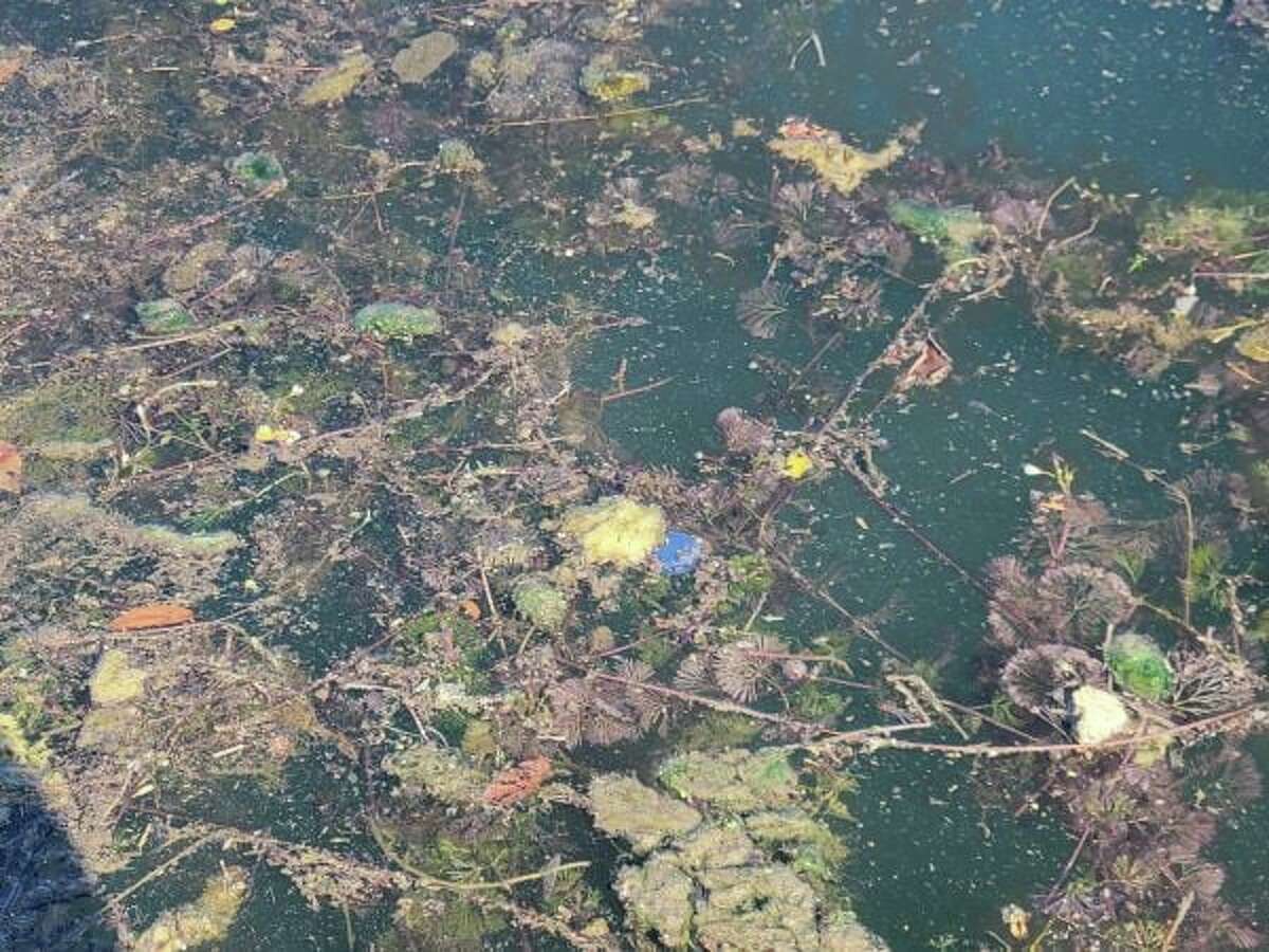 In this photo from Friday, September 17, Cyanobacteria is showing up as brown, yellow and blue blobs among Cabomba plants on Lady Bird Lake.