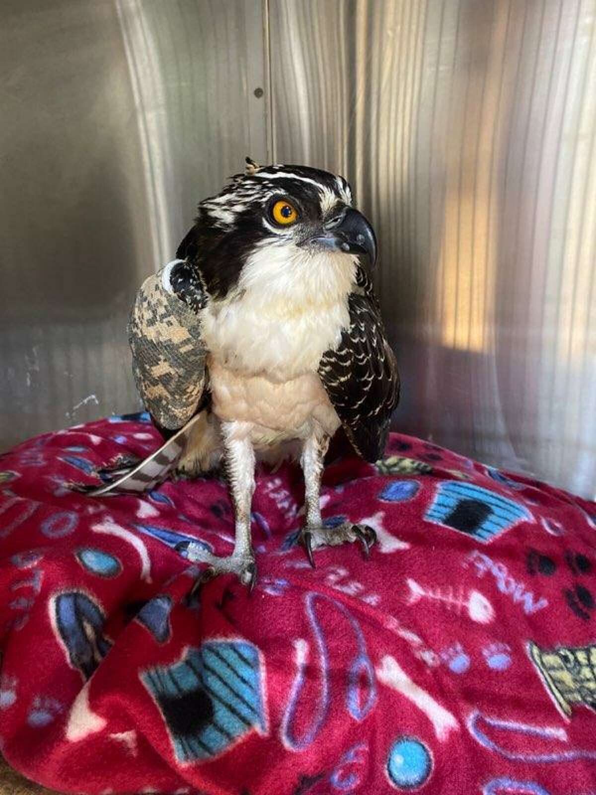 The rescued osprey