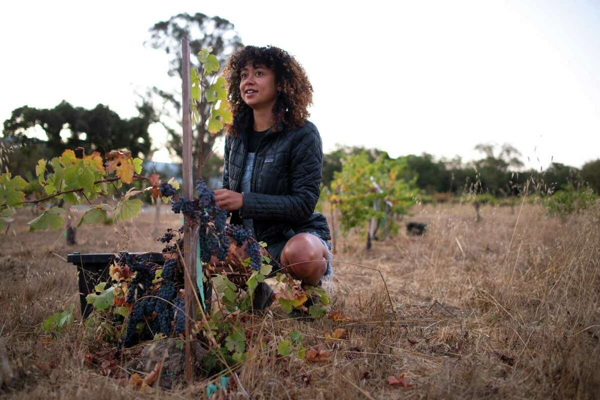 Chenoa Ashton-Lewis of Ashanta Wines harvests Pinot Noir grapes at Ashton Vineyard, which her grandmother owns.