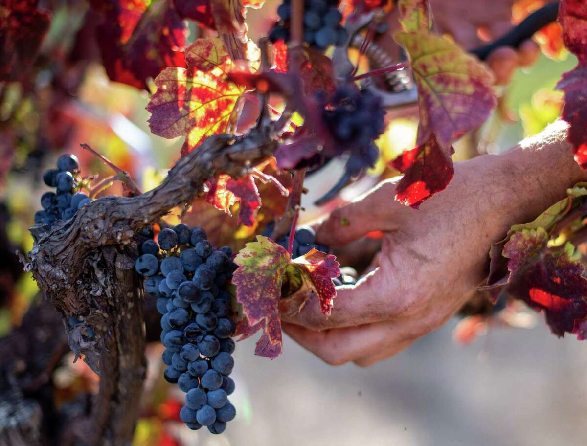 Will Basanta harvests a cluster of Pinot Noir at Ashton Vineyard.