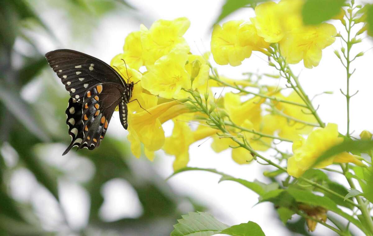 Fall is the best time to plant shrubs in Houston. Follow these tips.