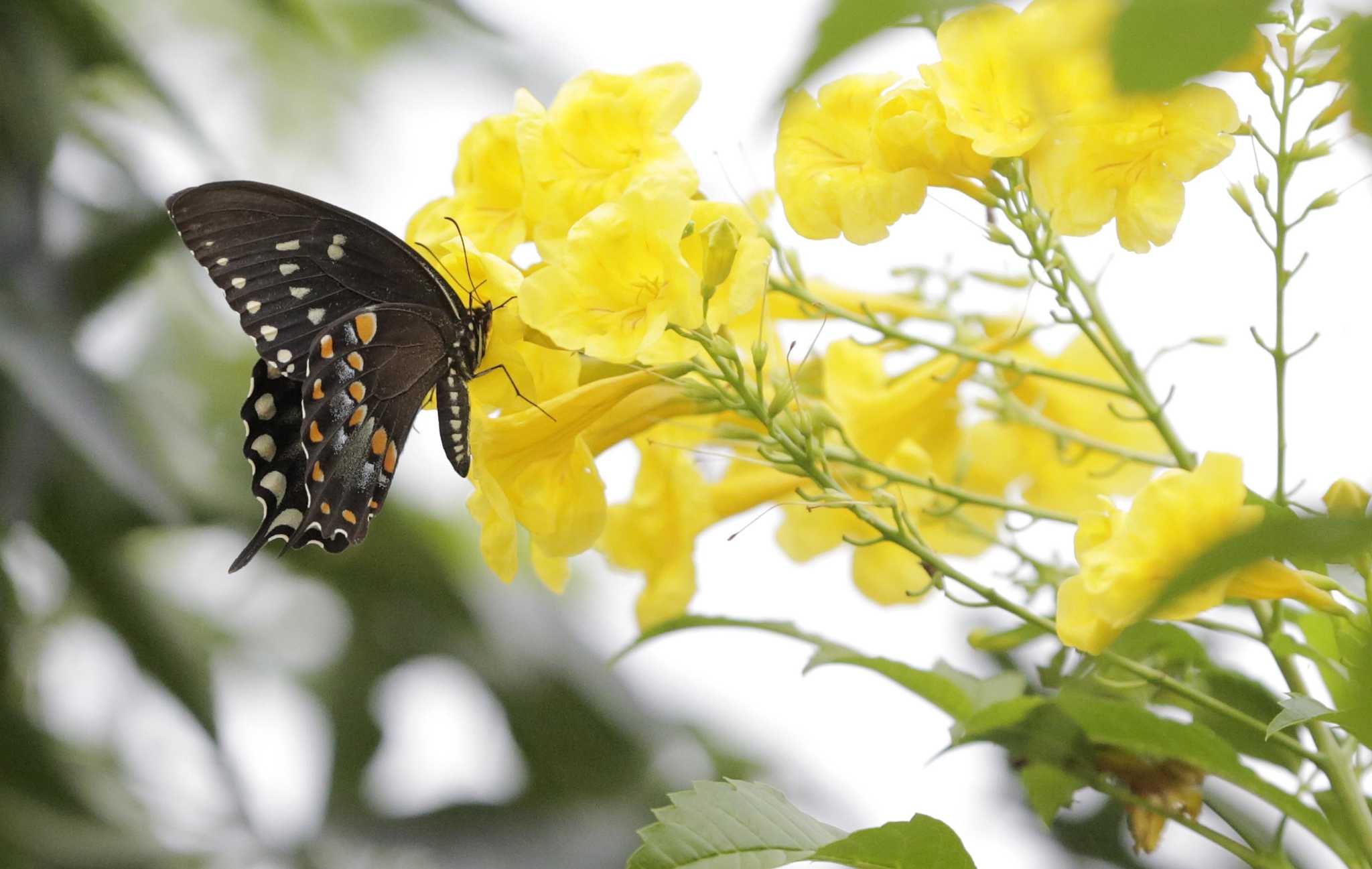 Fall is the best time to plant shrubs in Houston. Follow these tips.