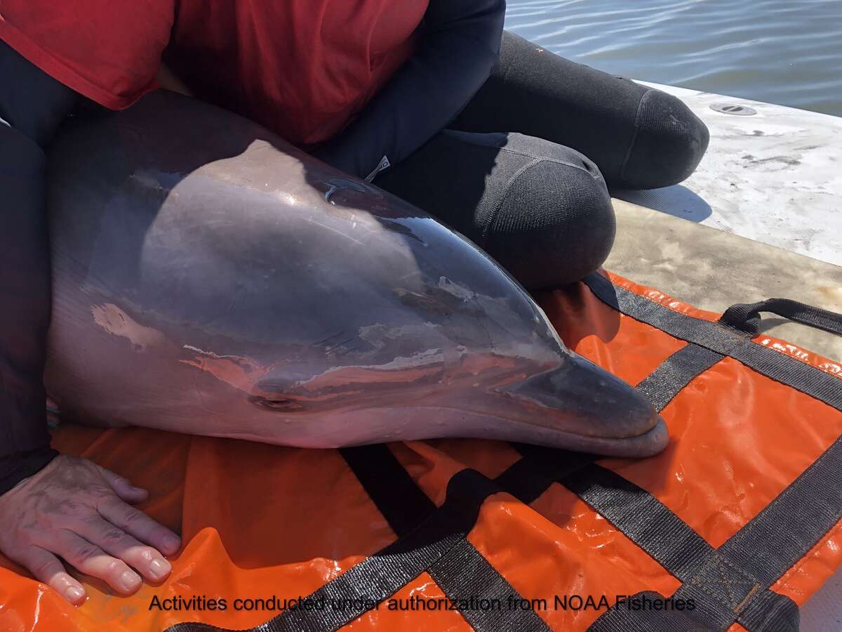 Over the weekend, several nonprofit organizations and volunteers quickly responded to a report of a stranded dolphin trapped in shallow water in Lighthouse Lakes, near Port Aransas.
