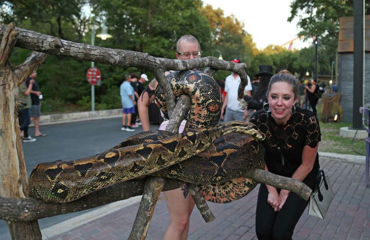 Before the Halloween Horror nights opened up Sarah Pegues checks out the live snake at SeaWorld on Thursday, Sept. 16, 2021.