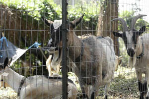 Hungry goats prevent fires, remove invasive plants in San Francisco hills