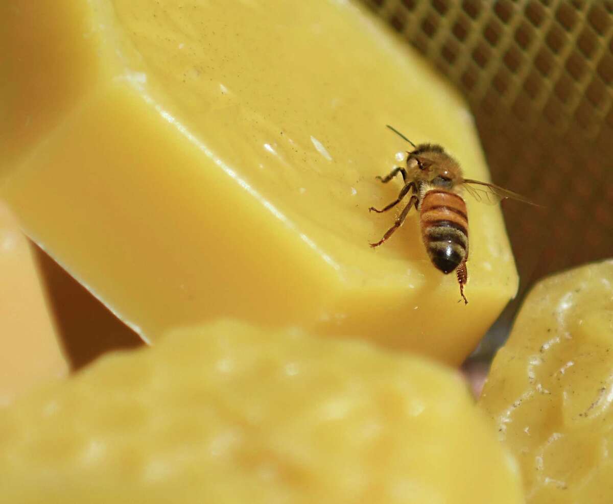 A bee buzzes on a chunk of honeycomb at the Honey Harvest Festival at Bartlett Arboretum in Stamford, Conn. Sunday, Sept. 19, 2021. The free festival featured an artisan marketplace with more than 20 local vendors, live music, a free yoga and Zumba class, honey and mead tastings, food trucks, children's crafts, and a beekeeping panel discussion.