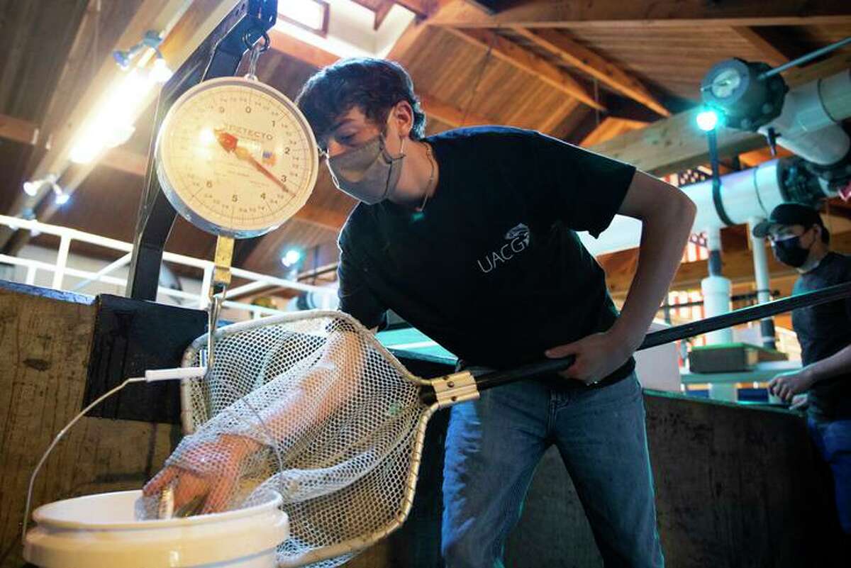 David Shabo measures young coho salmon being cared for by a group of high school students.