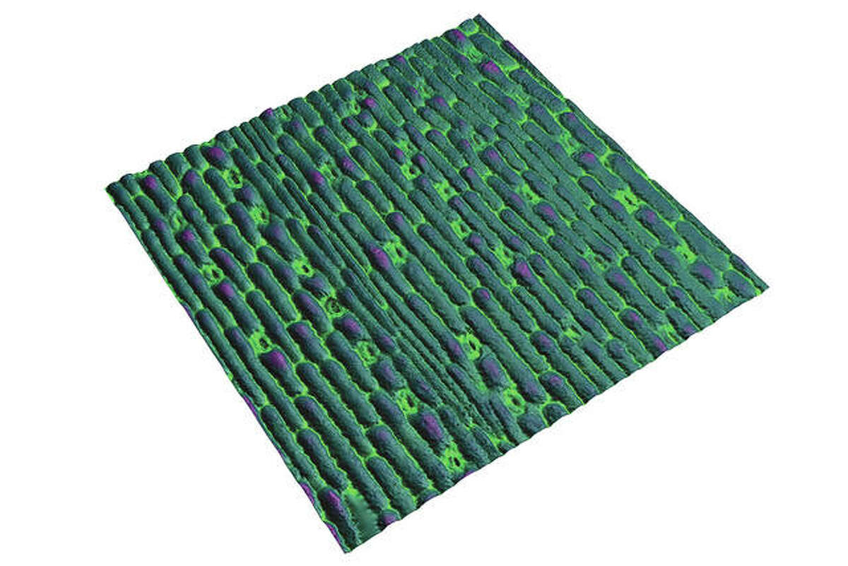 A new approach to analyzing the epidermis layer of plant leaves revealed that the size and shape of the stomata (lighter green pores) in corn leaves strongly influence the crop’s water-use efficiency.