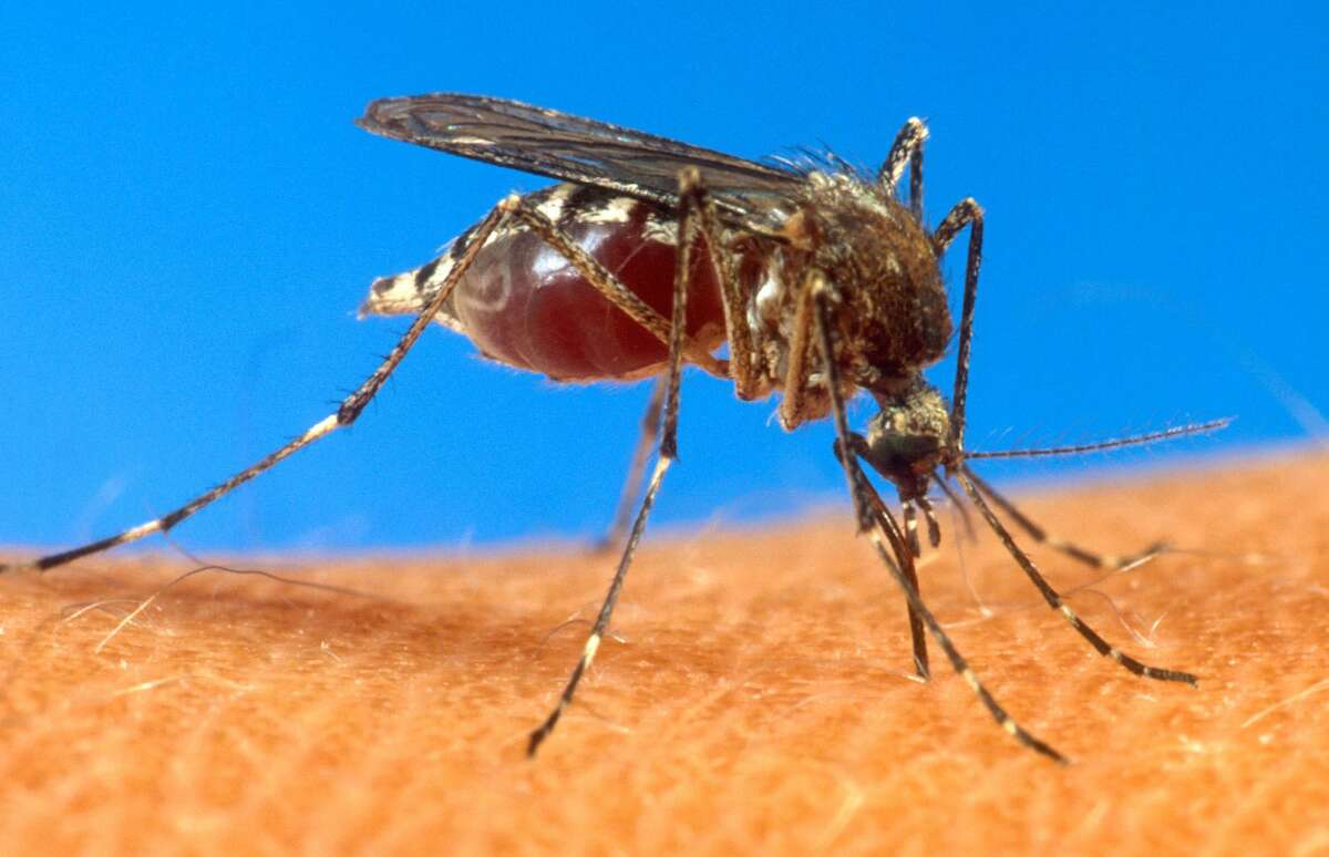 An aedes aegypti mosquito on human skin.