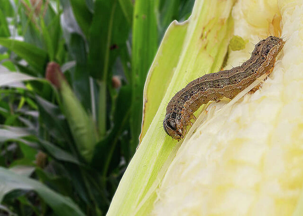 A fall armyworm makes its way along an ear of corn.