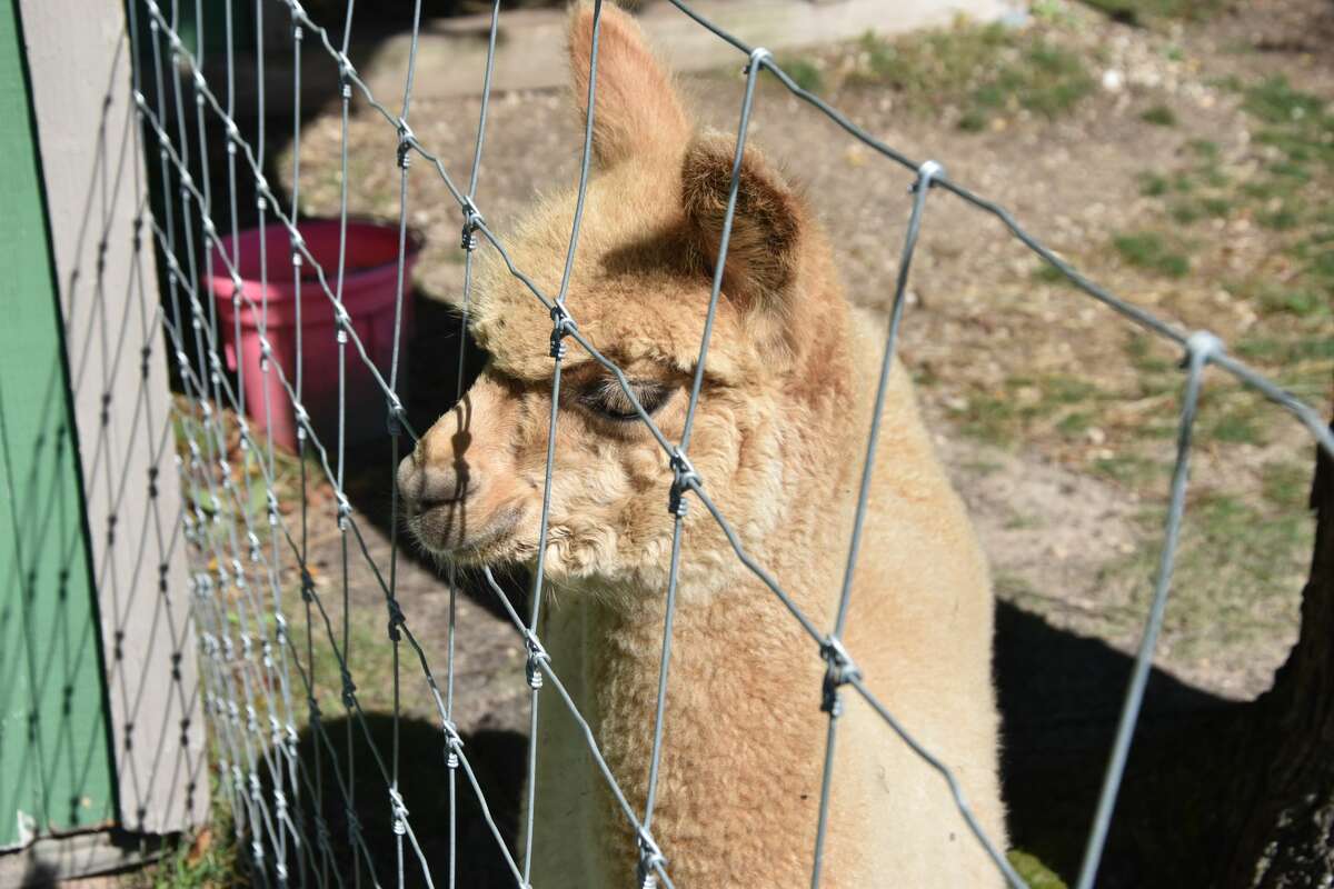 Photos Sights From Manistee S Alpaca Farm Yarn Making Process