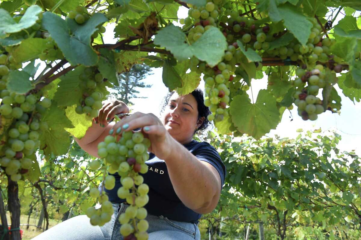 Alexa Landino Charles picks Cayuga white grapes at Stappa Vineyard in Orange Sept. 20, 2021.