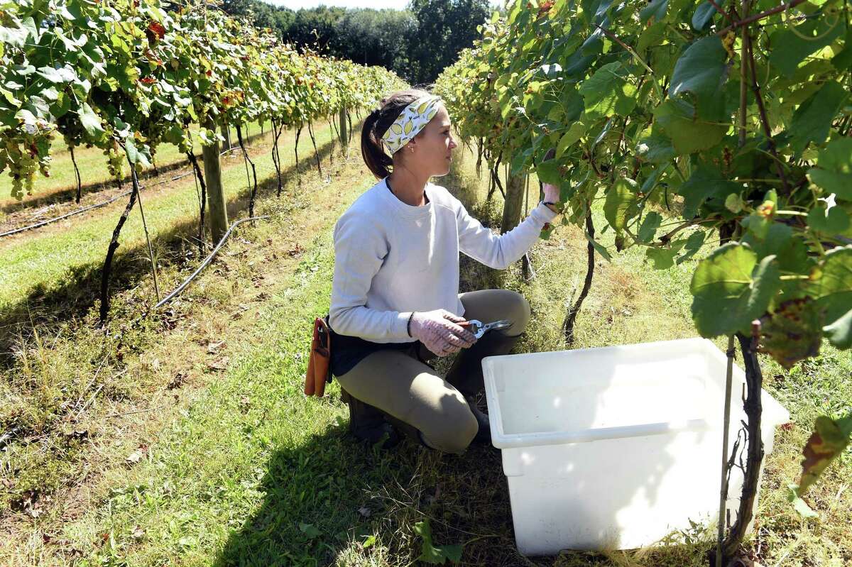 Christina Campbell, winery manager for Stappa Vineyard, picks Cayuga white grapes at the vineyard in Orange Sept. 20, 2021.