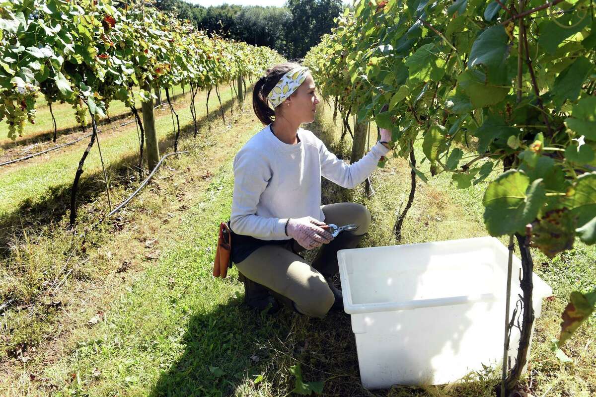 Baker Family Wines has grapes from an MLB great, wine expert